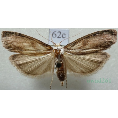 Aphomia sociella (Linnaeus, 1758) Żłobik gniazdoszek Czech62c